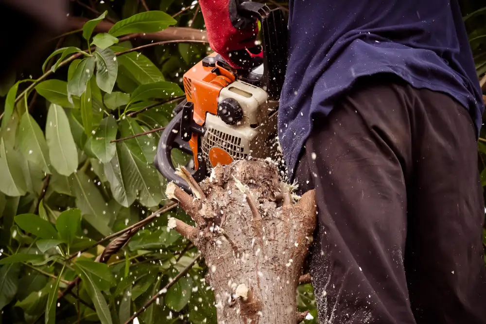 vecteezy_the-gardener-is-using-a-chainsaw-to-prune-trees_7542037